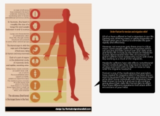 Human Body Infographic Template