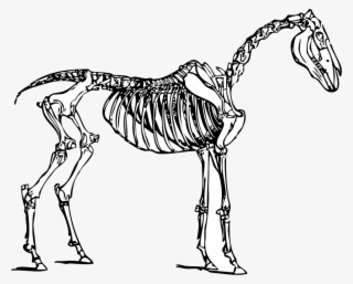 Dinosaur Bones Clipart - Horse Skeleton Clipart