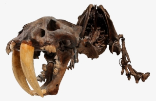 A Skeleton Of A Smilodon - Skeleton