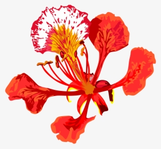 Poinciana Flower By Adamzt D Dbkvi Png - Royal Poinciana Flower Png