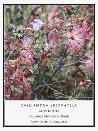 Fairy Duster - Calliandra Eriophylla
