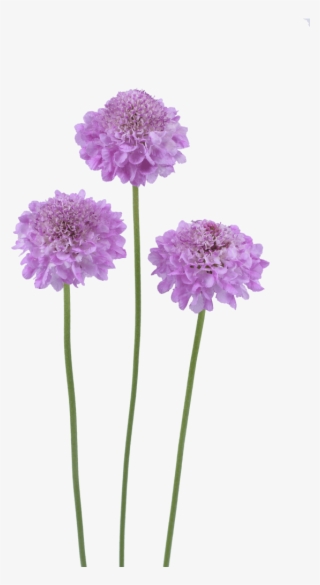 Brand New 19 Ageratum- Aguilera Purple - Pincushion Flower