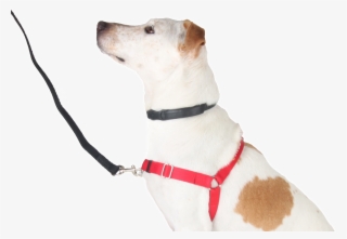 png prong alternatives sf spca - dog harness front clip