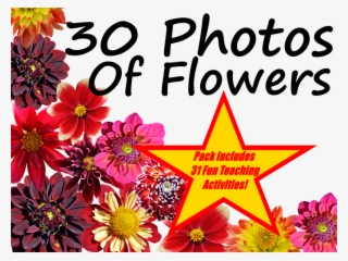 30 Colourful Flower Photos Presentation 31 Fun Teaching