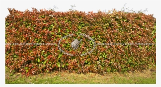20696 Cut-out Red Robin Hedge Texture Seamless - Hedge