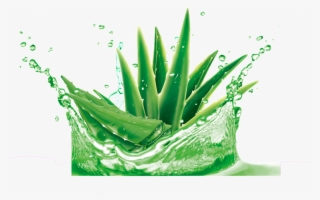 Aloe Transparent Decorative In Water - Aloe Vera Images Hd