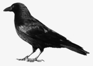 Crow 7 By Peroni68 - Crow Png