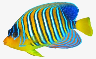 Angel Fish Png - Transparent Background Fish Png