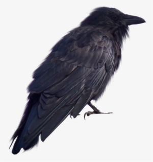 Crow Png Transparent - Back View Of Crow