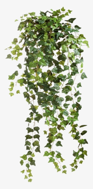 Entourage, Ivy Tree, People Png, Tree Psd, Tree Photoshop, - Plant Png
