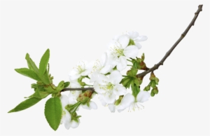 White Flowers Branch Png