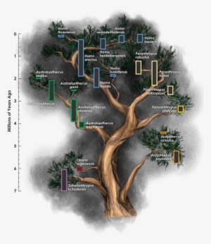 Does Our Family Tree Need More Branches - Hominini