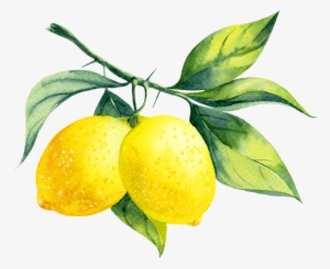 Envy And Drawings My Blog - Lemon Watercolour