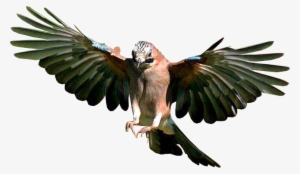 Jay Bird Flying - Bird Flying Transparent Background