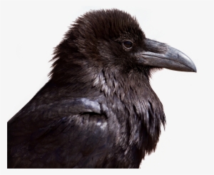 Crow Png