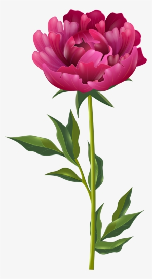 V - 2 - 8 4923 - 8 Kbyte - Peonies Watercolor - - Pink Peony Flower Png