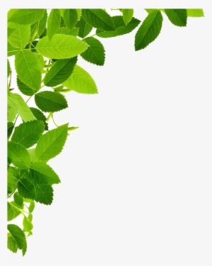 Leaves Left Corner - Maryruth Organics Vegan Vitamin D3 Gummy (plant Based,