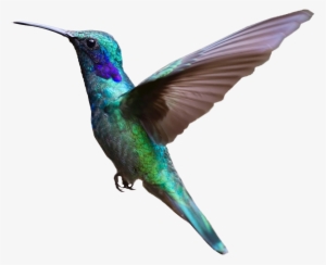 Colorful Hummingbird Flying Png Image - Bird Flying Transparent Background