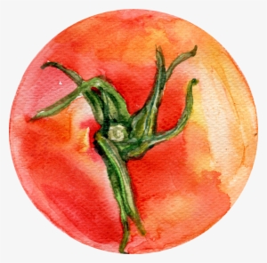 Bush Tomato Watercolor Painting Vegetable Illustration
