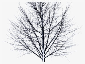Dead Tree Isolated Object Png
