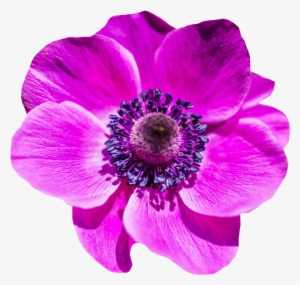 Purple Flower Png Transparent