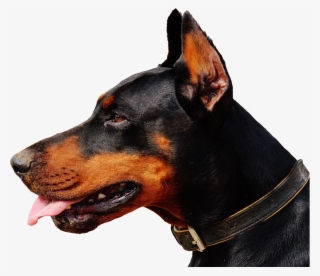 Doberman Dog Png Transparent Image - Fruit And Animal Same Name