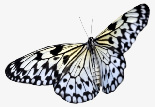 Butterfly Taking Off - Flying White Butterfly Png