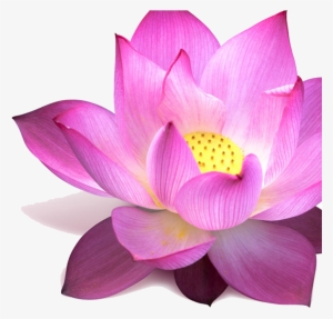 Lotus - Png Images Of Lotus