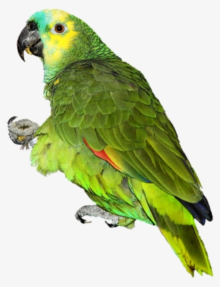 Colorful Parrot Png Download Image - Parrot Images Hd Png