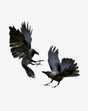 Raven Wings, Six Of Crows, Png Bilder, Crows Ravens, - Ravens Birds Fighting