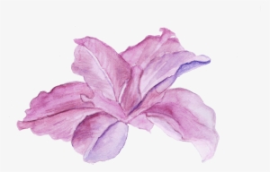 Watercolor Scanned Flower - Chinese Hibiscus