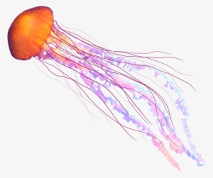 Jellyfish Png