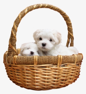 Puppy Png Transparent Image - Puppy Png