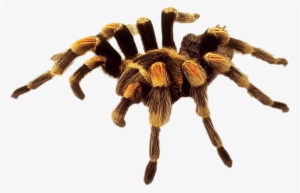 Spider Png