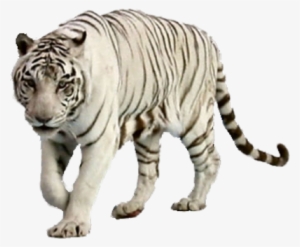 White Tiger Free Png Image - White Tiger Transparent Background
