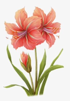 Jpg Transparent Flowers Painting Transprent Png - Amaryllis Leaves Watercolor