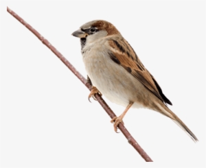 Song Sparrow Clipart Png Transparent - Sparrow Png