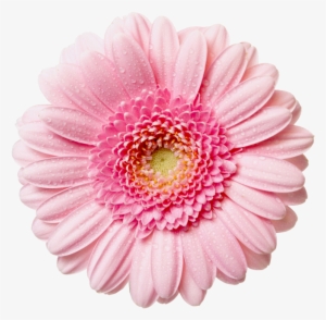 Flower With Raindrops - Pink Flower Png
