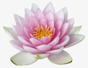 Lotus Png