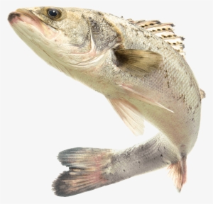 Free Png Fish Png Images Transparent - Jawless Animals