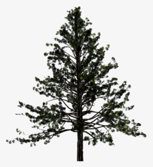 Fir-tree Free Download Png - Transparent Background Pine Tree Png
