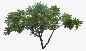 20 Free Tree Png Images - High Resolution Trees Png