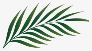Watercolor Tropical Leaves Png - Palm Tree Leaf Clipart