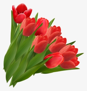 Red Tulips Png Clipart Picture - Tulips Png