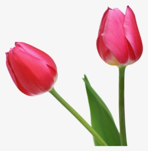 Tulip Png Image - Freedownload Image Tulip Red Png