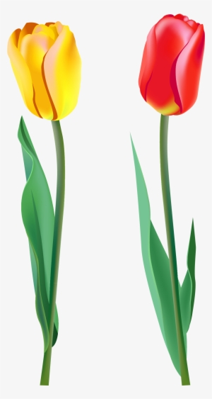 Clipart Single Tulip