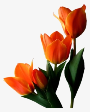 Yellow Tulip Transparent Clip Art Png - Saludos De Buenas Tardes Con Flores