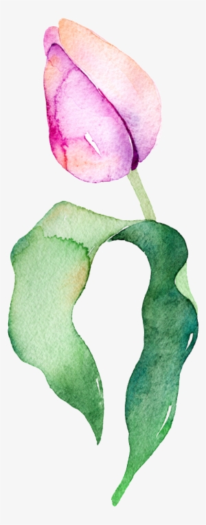 Purplish Tulip Transparent Decorative Material - Flower