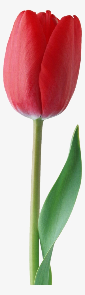 Red Tulip Png Image - Red Tulip Flower Png