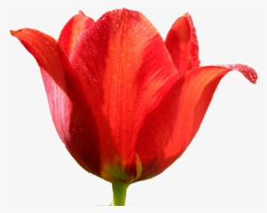 Tulip Png Image - Тюльпан Png